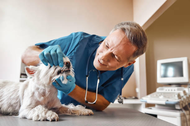 Best Emergency Care for Gum Disease in Pine Ridge, SC